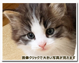 ノルウェージャンフォレストキャット