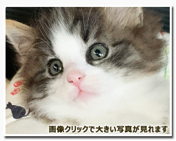 ノルウェージャンフォレストキャット