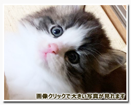 ノルウェージャンフォレストキャット