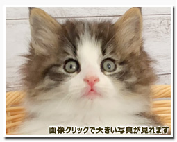 ノルウェージャンフォレストキャット