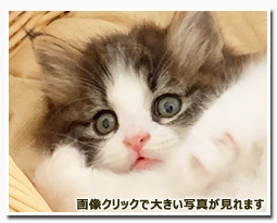 ノルウェージャンフォレストキャット