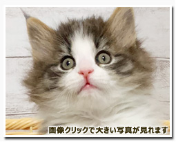 ノルウェージャンフォレストキャット