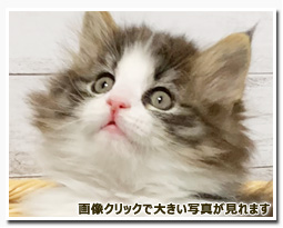 ノルウェージャンフォレストキャット