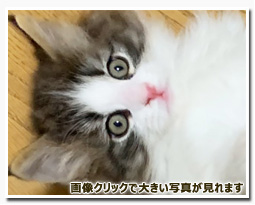 ノルウェージャンフォレストキャット