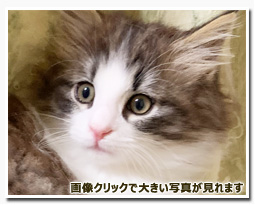 ノルウェージャンフォレストキャット