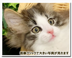 ノルウェージャンフォレストキャット