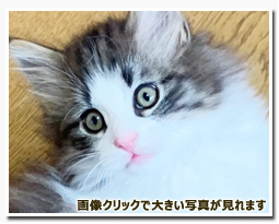 ノルウェージャンフォレストキャット