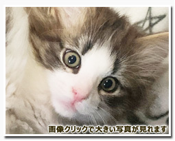 ノルウェージャンフォレストキャット