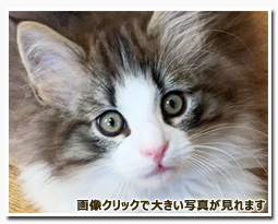 ノルウェージャンフォレストキャット