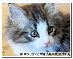 ノルウェージャンフォレストキャット