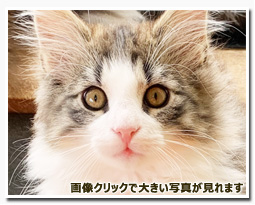 ノルウェージャンフォレストキャット