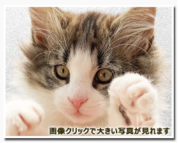 ノルウェージャンフォレストキャット