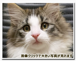 ノルウェージャンフォレストキャット