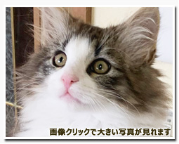ノルウェージャンフォレストキャット