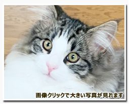 ノルウェージャンフォレストキャット