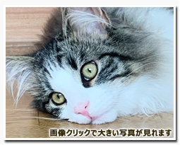 ノルウェージャンフォレストキャット