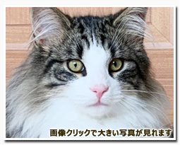 ノルウェージャンフォレストキャット