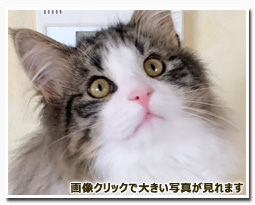 ノルウェージャンフォレストキャット