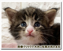 ノルウェージャンフォレストキャット