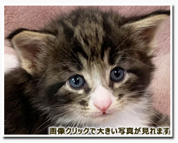 ノルウェージャンフォレストキャット