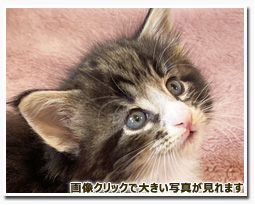 ノルウェージャンフォレストキャット