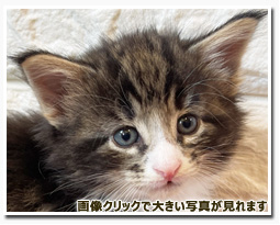 ノルウェージャンフォレストキャット