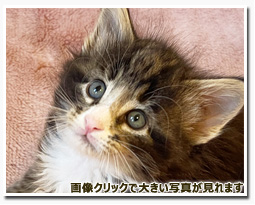 ノルウェージャンフォレストキャット