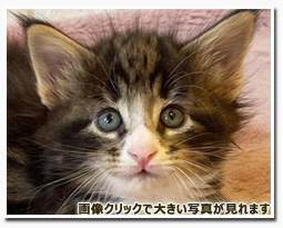 ノルウェージャンフォレストキャット