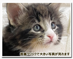 ノルウェージャンフォレストキャット