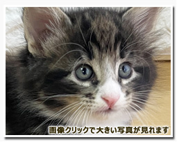 ノルウェージャンフォレストキャット