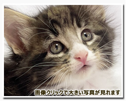 ノルウェージャンフォレストキャット