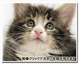 ノルウェージャンフォレストキャット