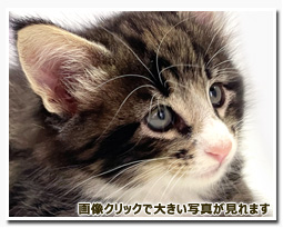 ノルウェージャンフォレストキャット