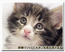 ノルウェージャンフォレストキャット