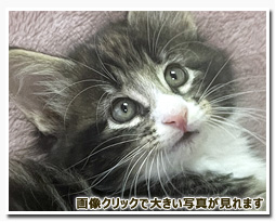 ノルウェージャンフォレストキャット