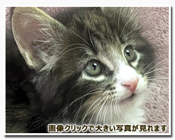 ノルウェージャンフォレストキャット