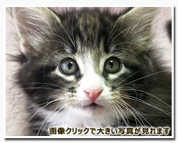 ノルウェージャンフォレストキャット