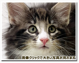 ノルウェージャンフォレストキャット