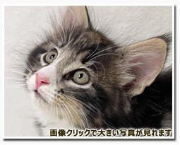 ノルウェージャンフォレストキャット