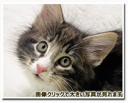 ノルウェージャンフォレストキャット