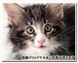 ノルウェージャンフォレストキャット