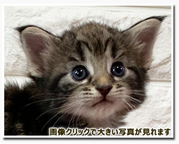 ノルウェージャンフォレストキャット