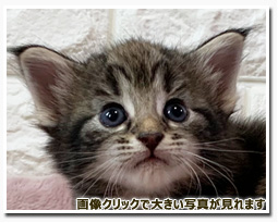 ノルウェージャンフォレストキャット