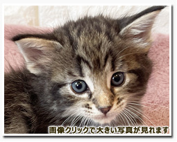 ノルウェージャンフォレストキャット