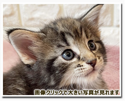 ノルウェージャンフォレストキャット