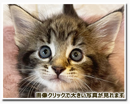 ノルウェージャンフォレストキャット