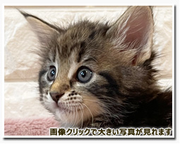 ノルウェージャンフォレストキャット