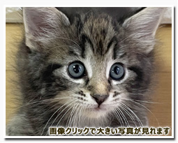 ノルウェージャンフォレストキャット