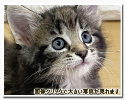 ノルウェージャンフォレストキャット