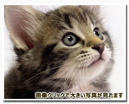 ノルウェージャンフォレストキャット